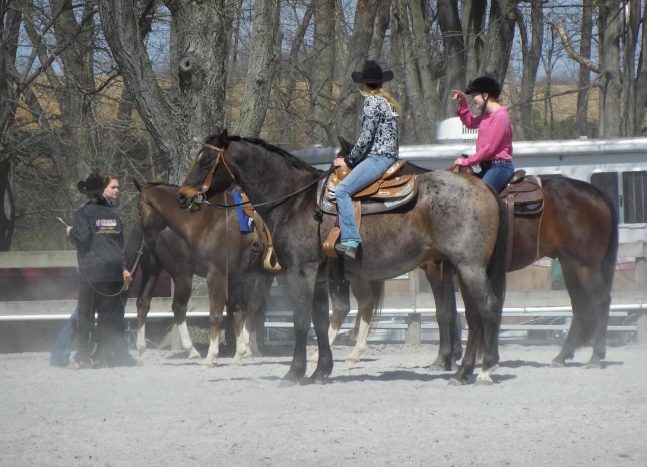 BH Little Man Blue - Blue Roan AQHA Gelding