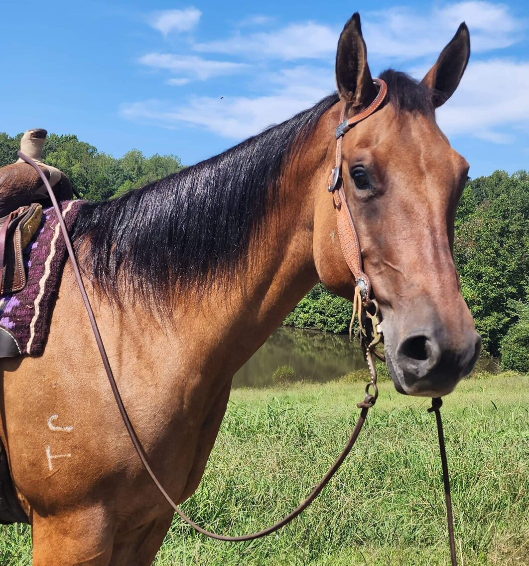 June - Dun QH Mare - VIDEO