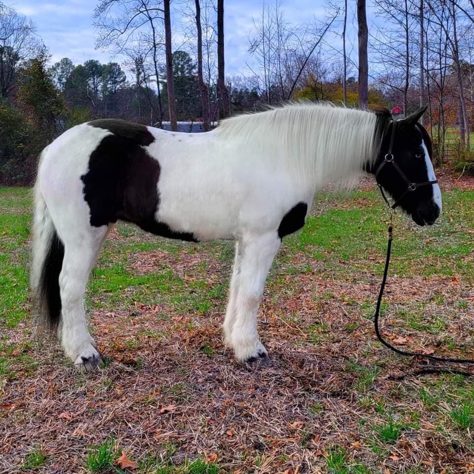 Oreo - Black & White Draft Cross Mare - VIDEO