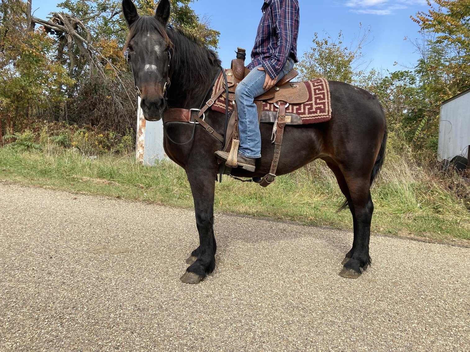 Olivia - Black Draft Cross Mare