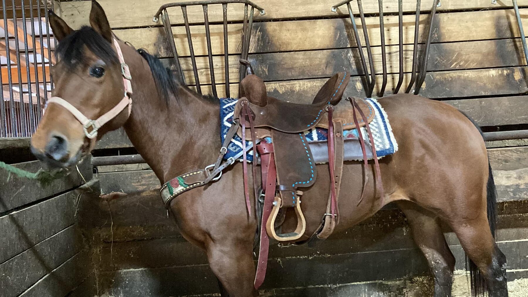 Fancy - Bay QH Mare