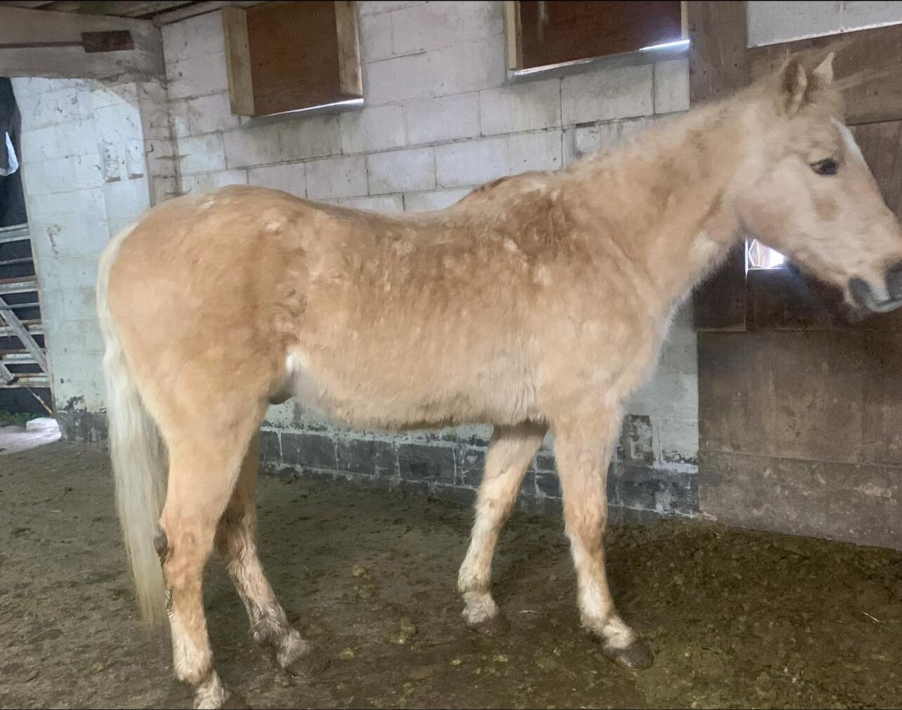 Silk - Palomino QH 