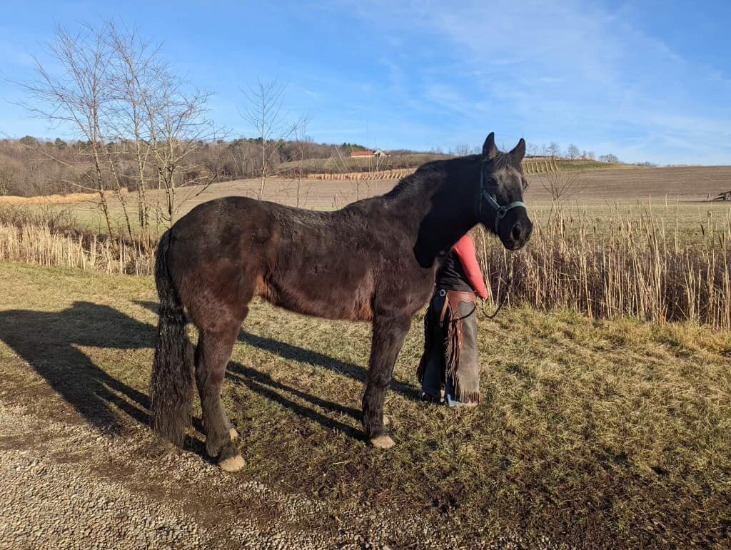 Boots - Black Draft Cross Gelding