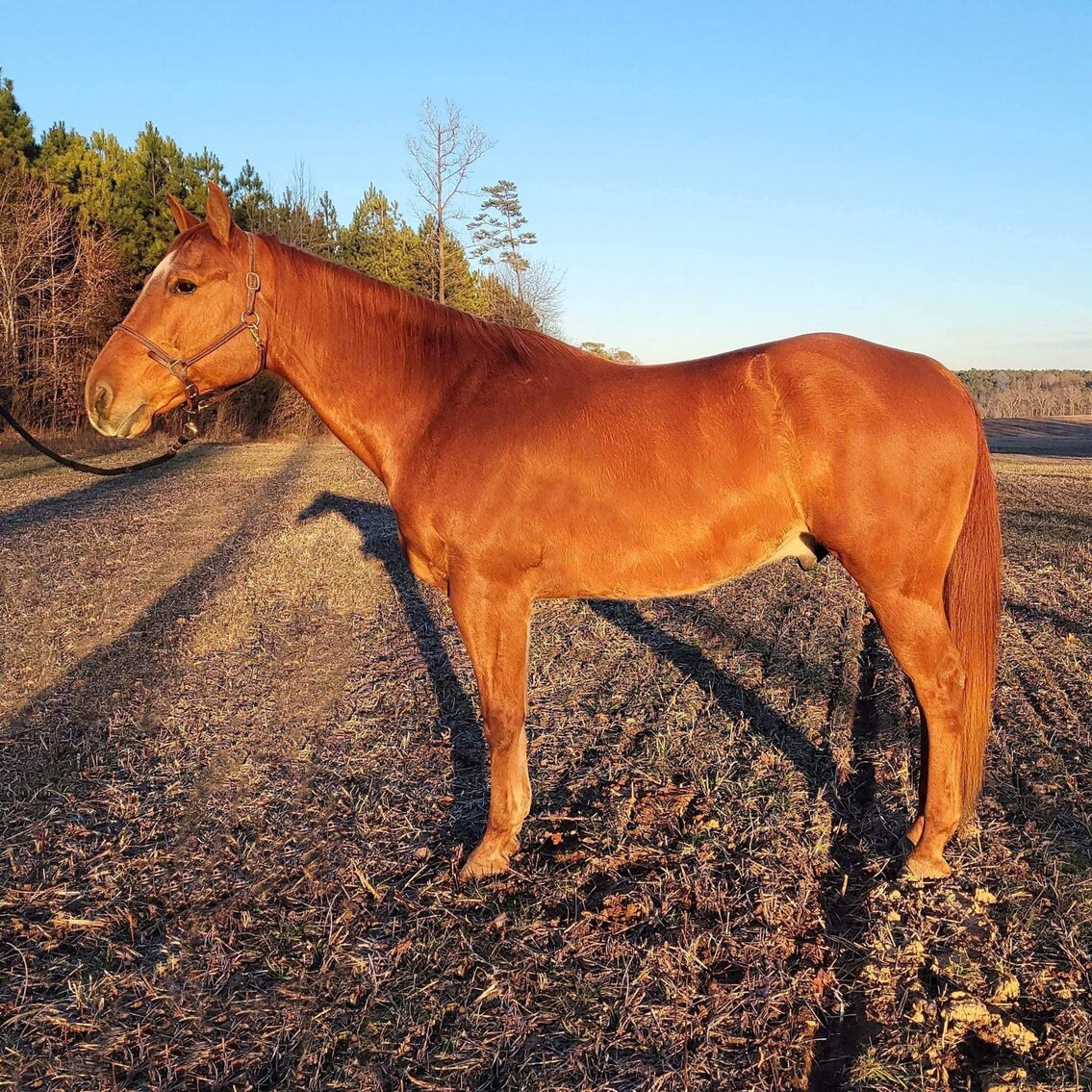 Doc - Sorrel QH Gelding