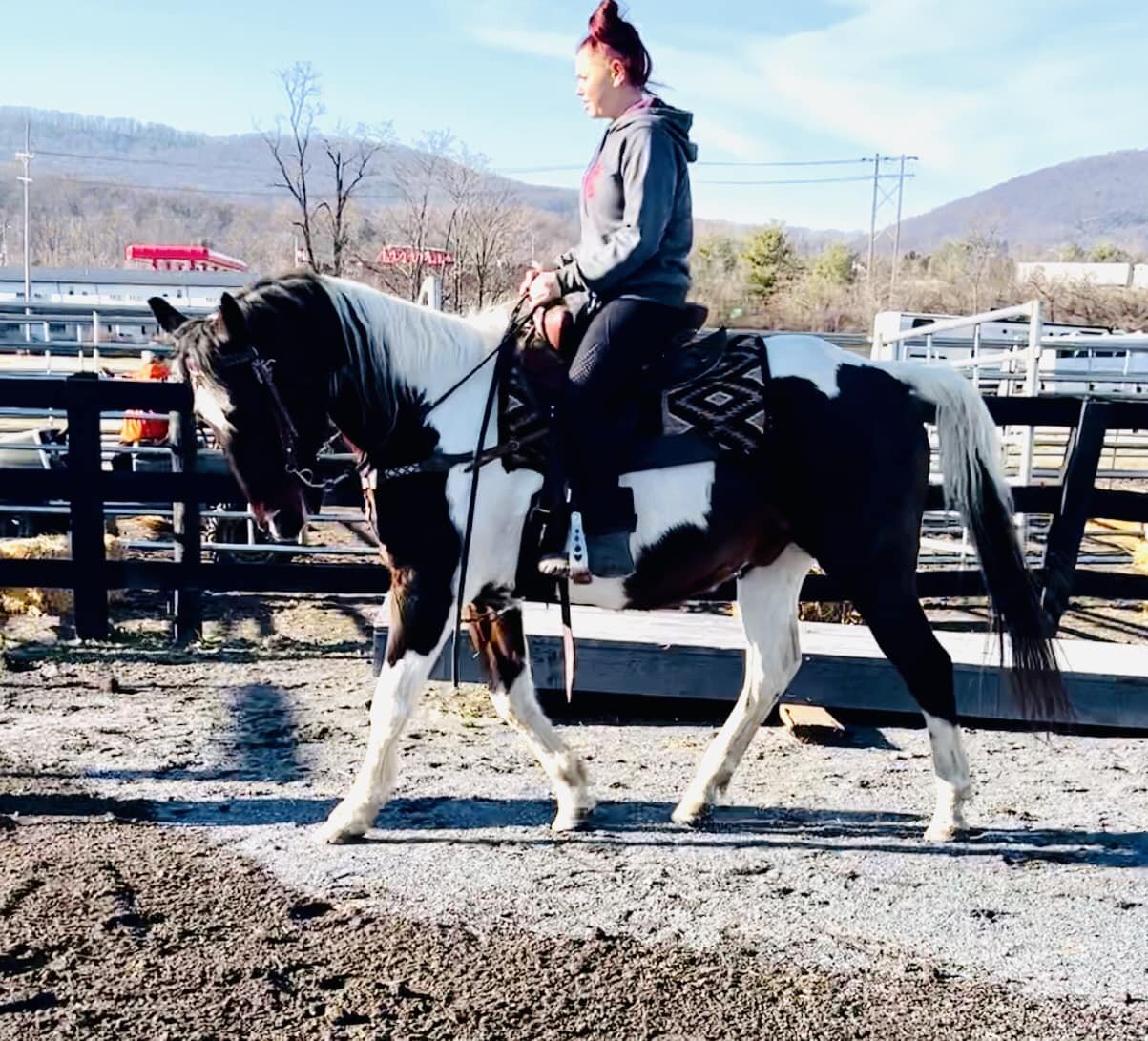 Apache - Black & White Gelding - VIDEO