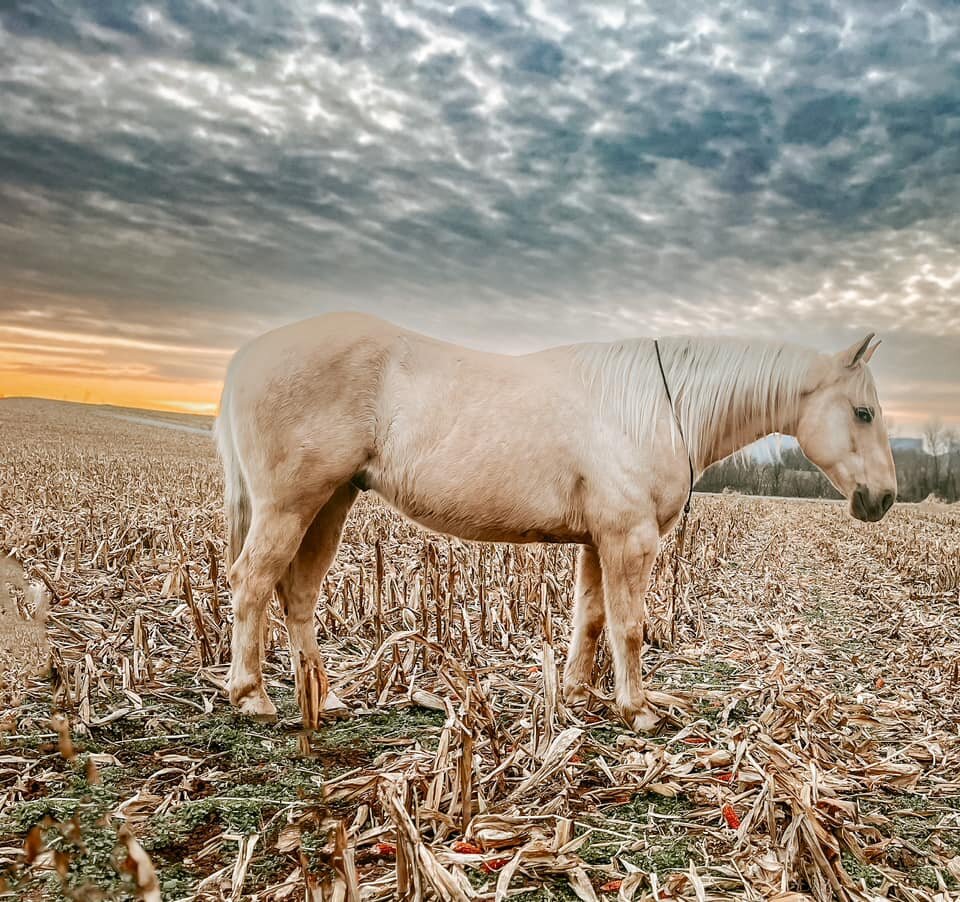 Simba - Palomino QH Gelding - VIDEO