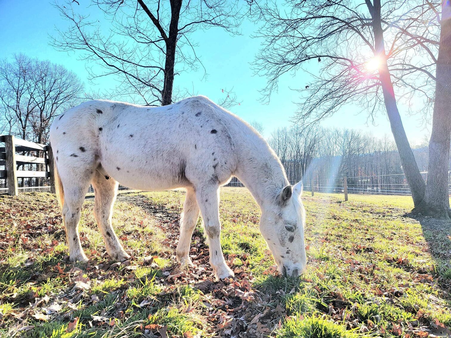 Romeo - Leopard Appaloosa Gelding