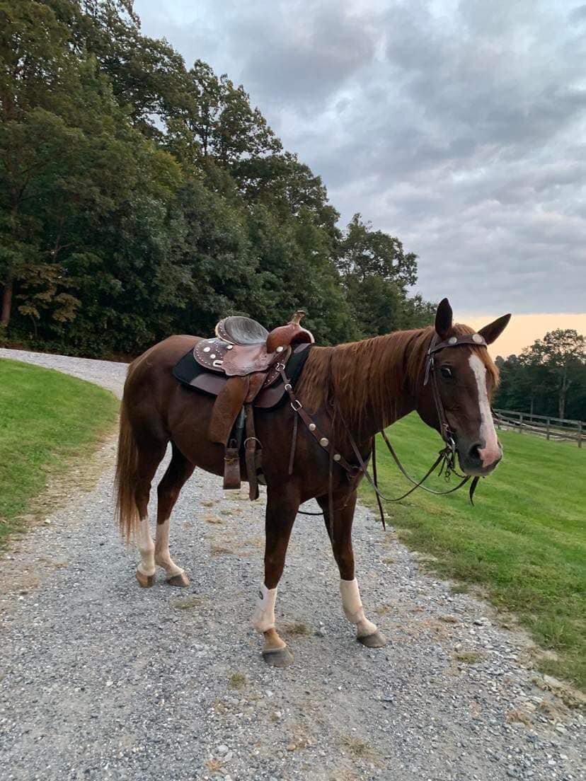 Shayla - Sorrel QH Mare - VIDEO