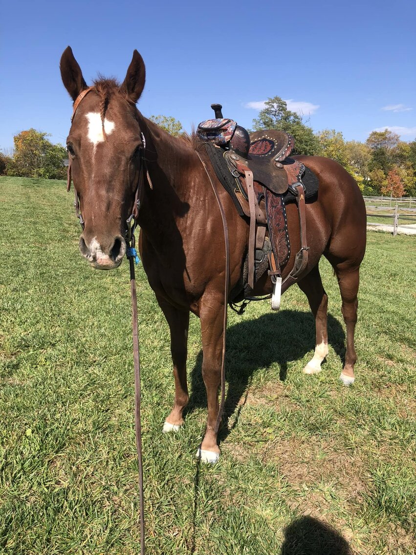 Jinx- Chestnut QH Gelding