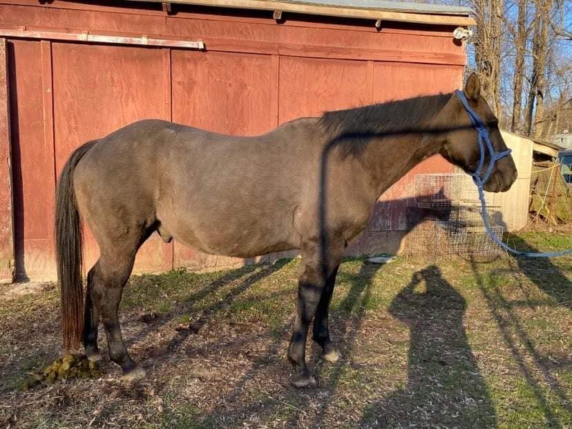 Grulla George - Grulla QH Gelding