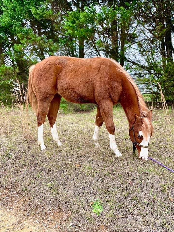 Lumberton Horse Auction, January 2nd