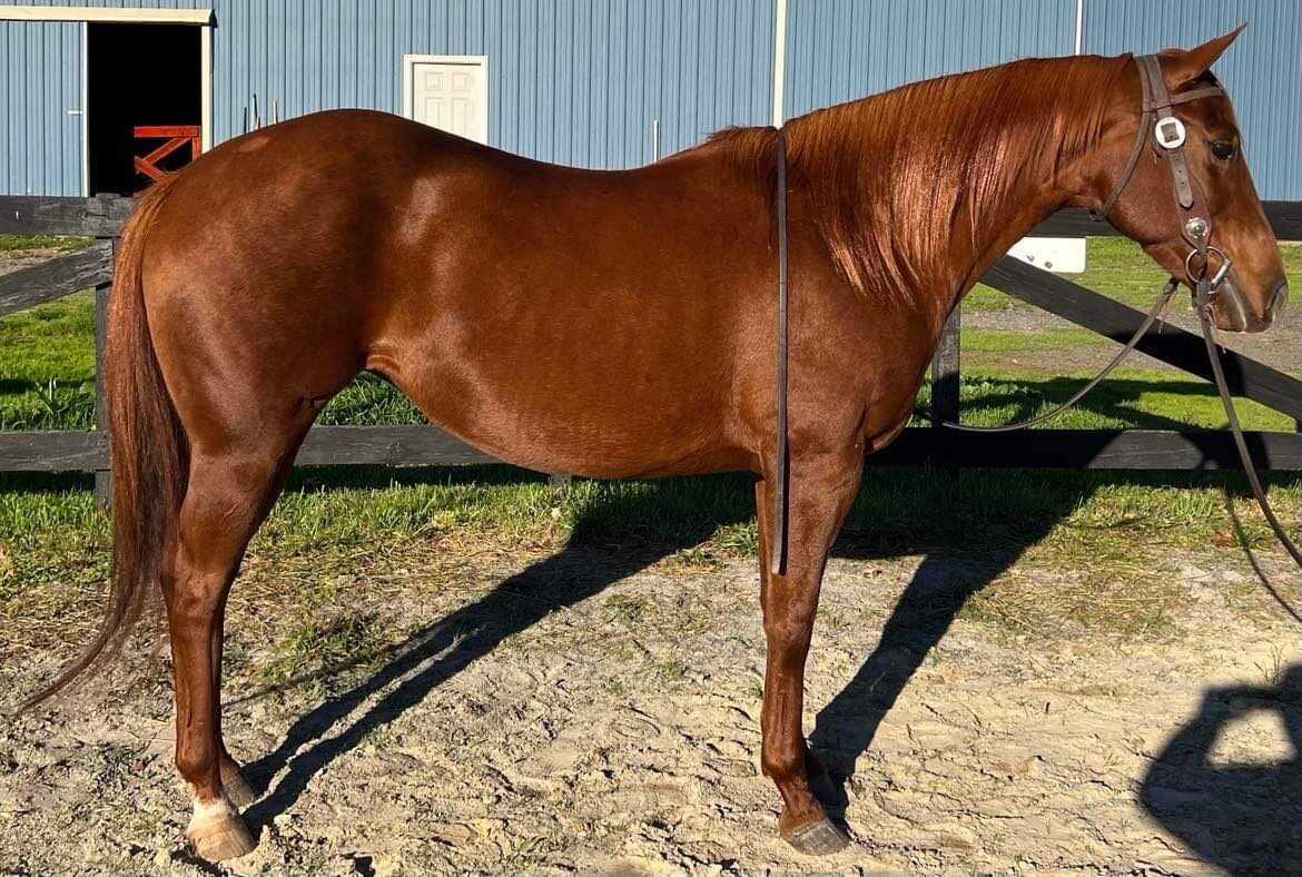 Smart Goal - 2014 Sorrel AQHA Mare