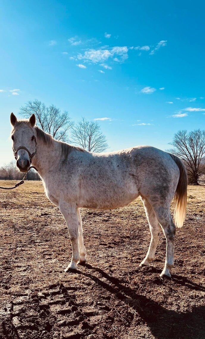 Hank - Grey QH Gelding