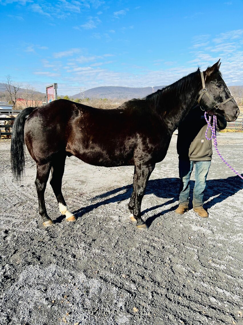 Hero - Black Gelding