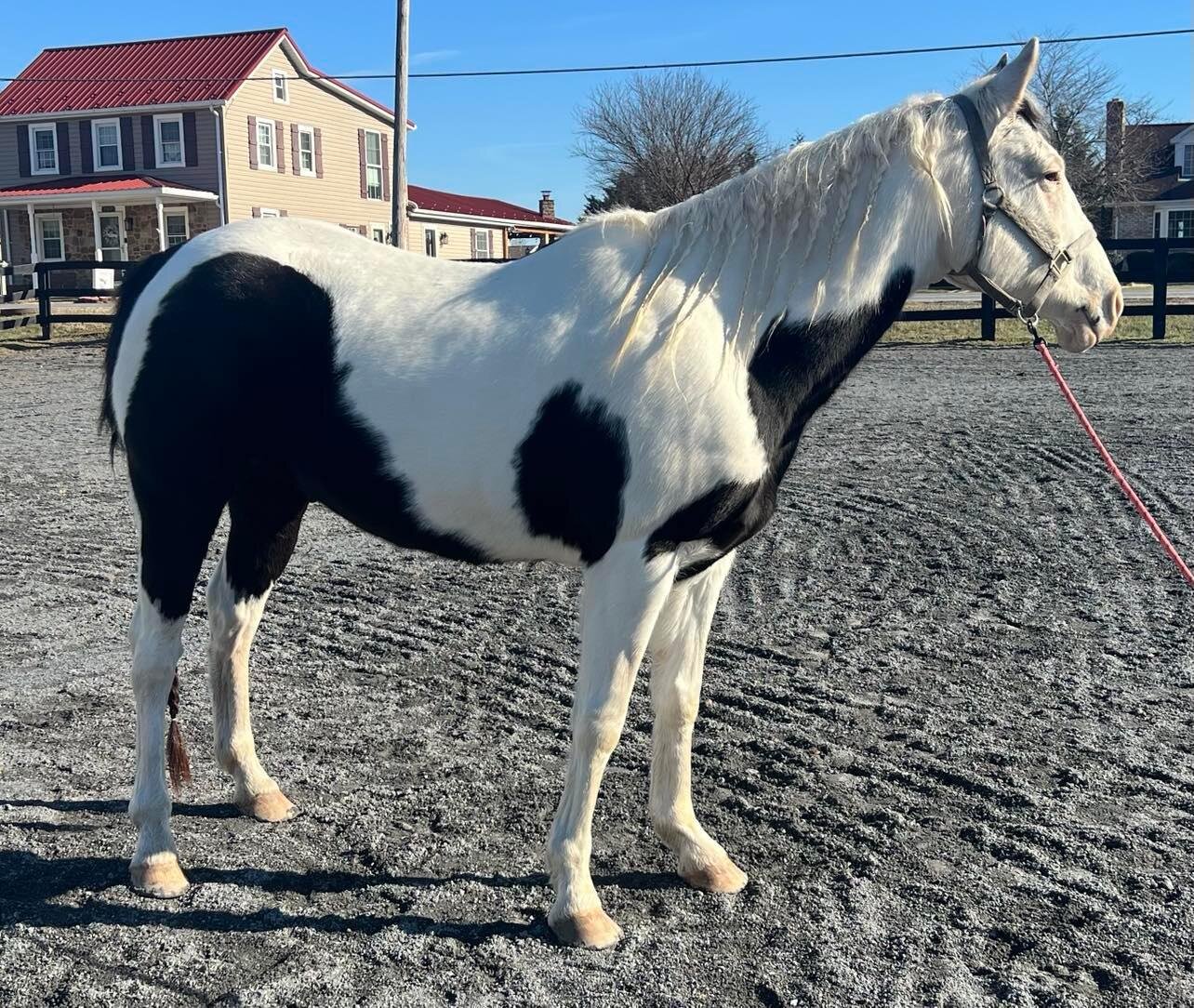 Cookie - Black & White Mare