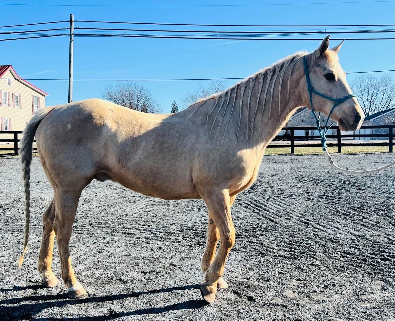 Hibachi - Palomino Gelding