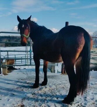 Luna - Bay Cleveland/TB Mare