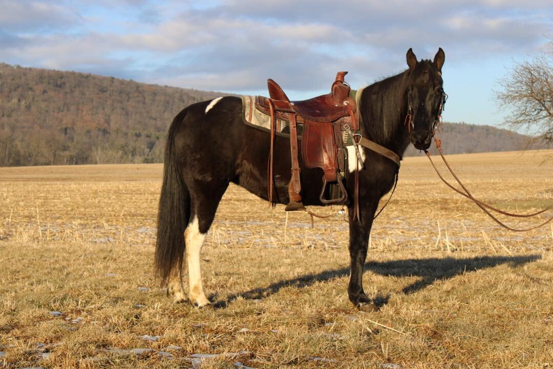 Queen - Black & White Mare