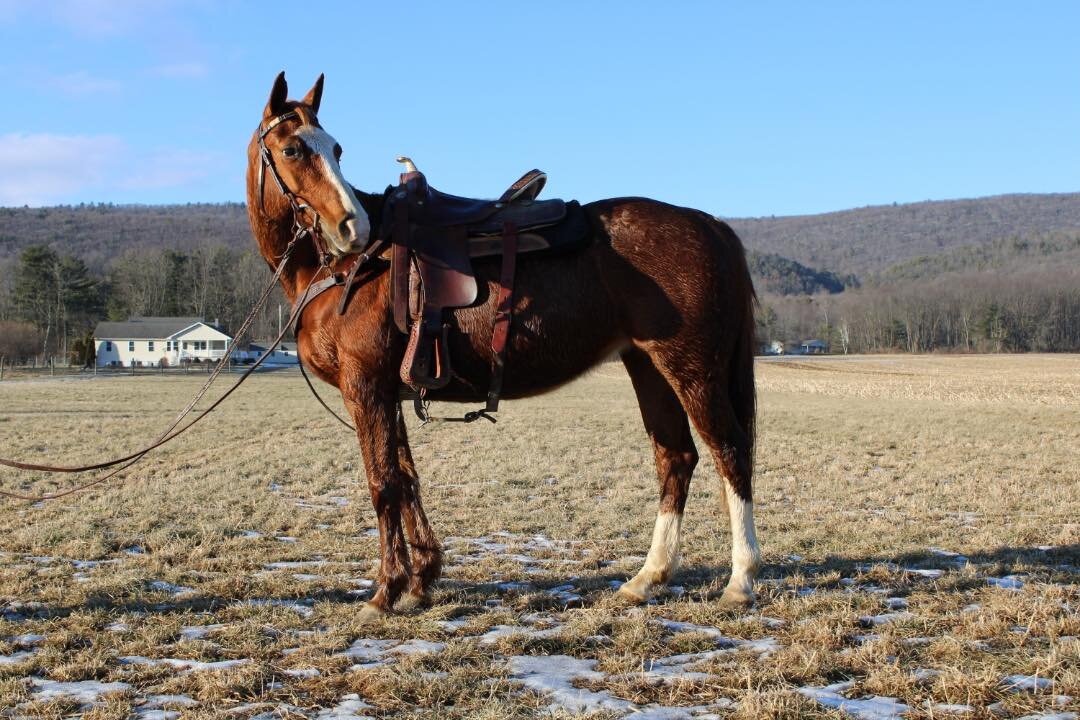 Blaze - Sorrel QH Mare
