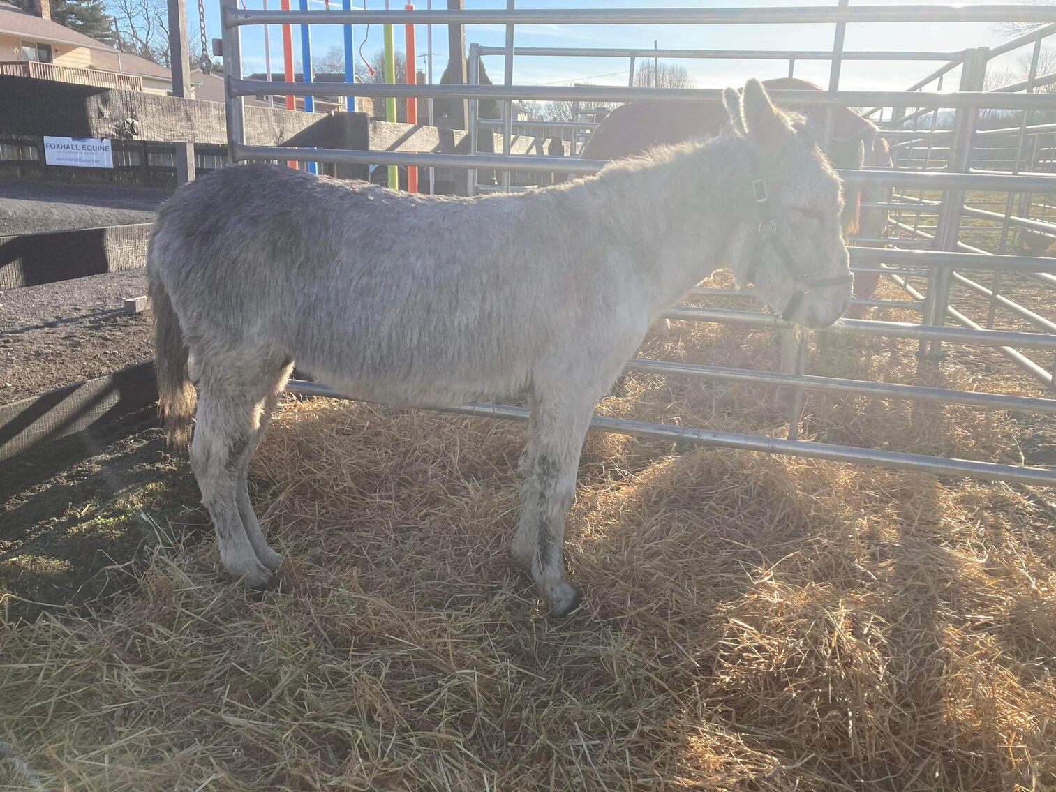 Jackson - Grey Jack