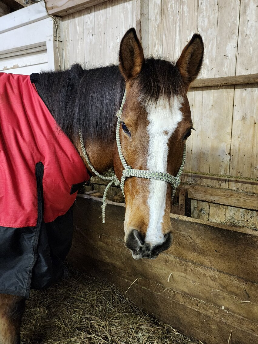 Norfleet Eternal Sun - 2002 Bay APHA Gelding