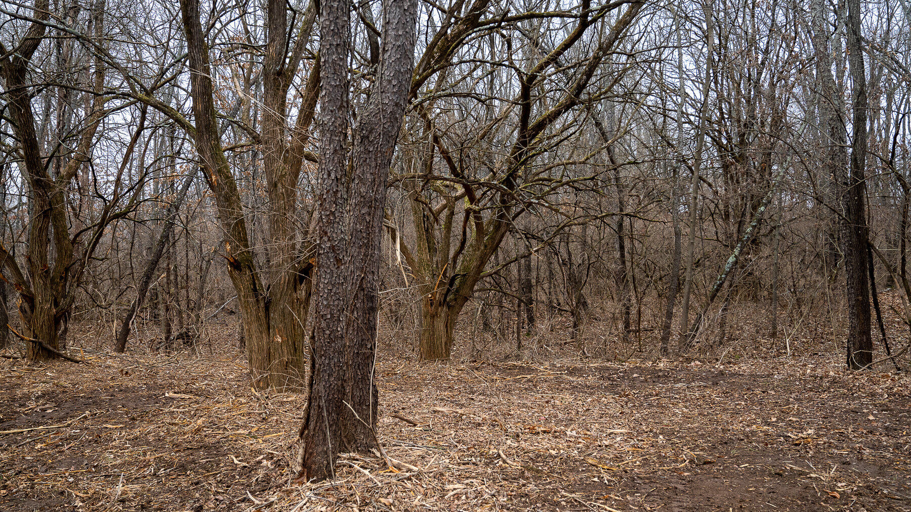 Image for Sangamon County, IL 58.22 Acres