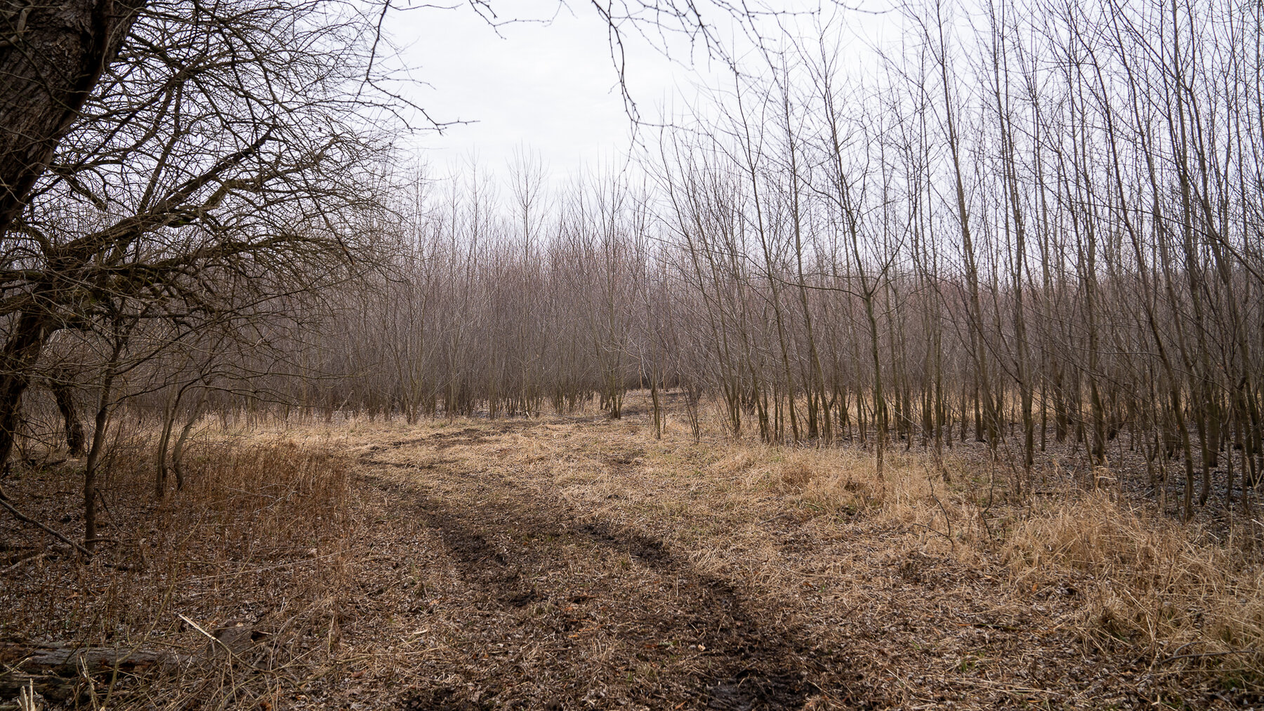 Image for Sangamon County, IL 58.22 Acres