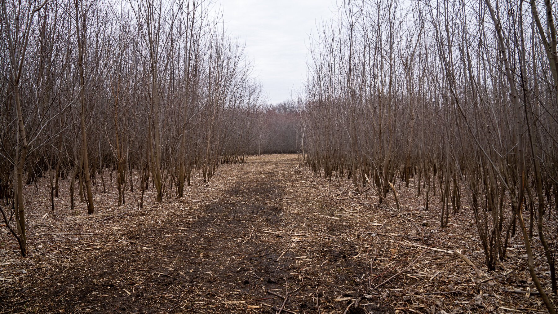 Image for Sangamon County, IL 58.22 Acres