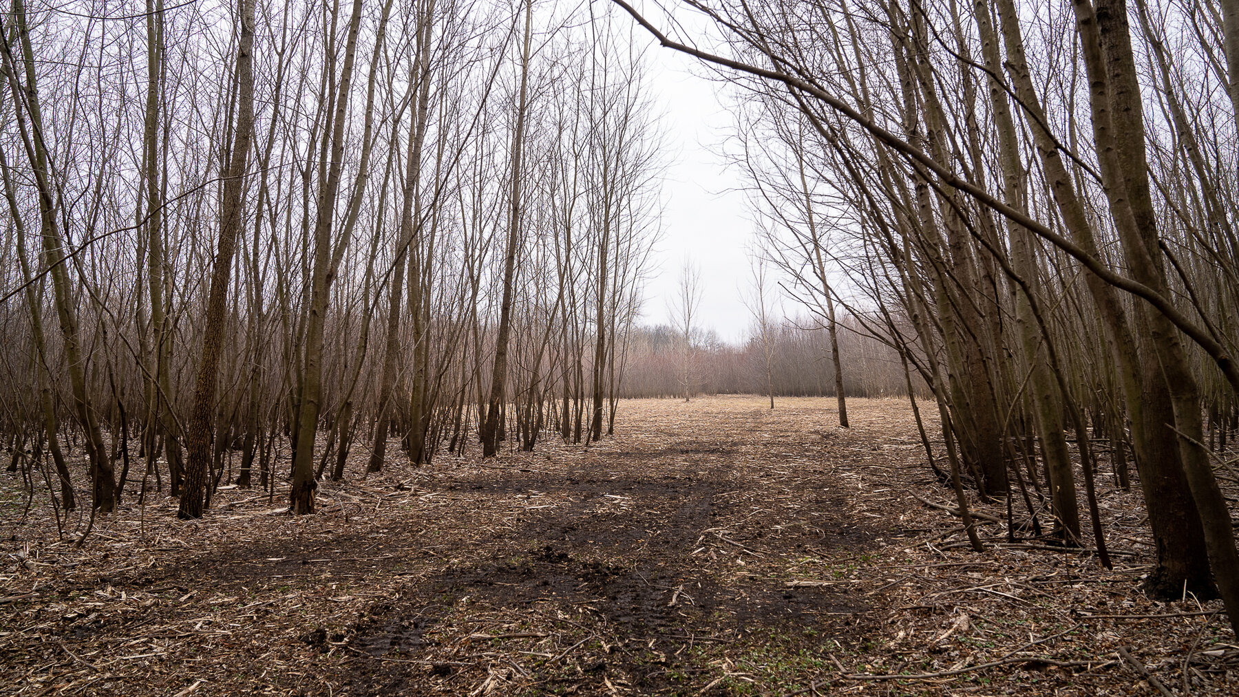 Image for Sangamon County, IL 58.22 Acres