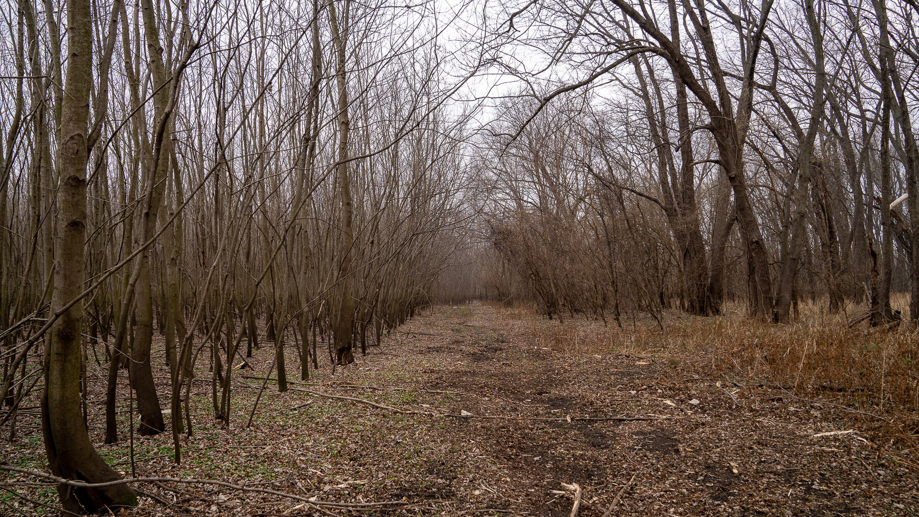 Image for Sangamon County, IL 58.22 Acres