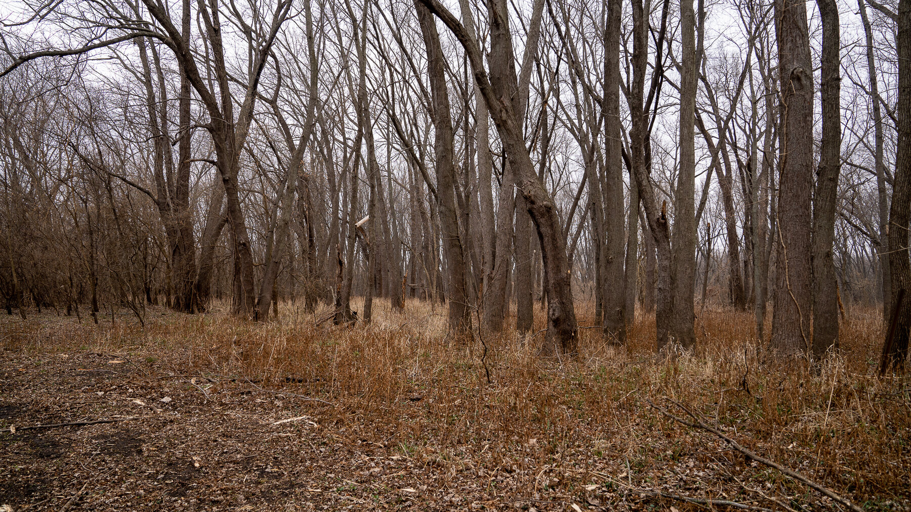 Image for Sangamon County, IL 58.22 Acres