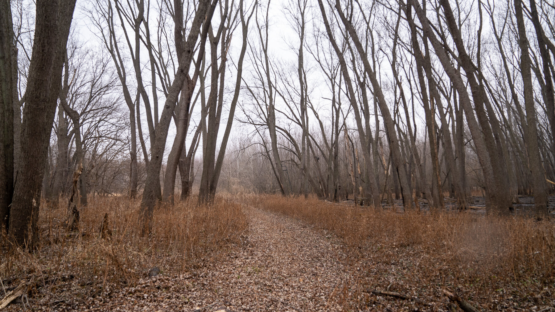 Image for Sangamon County, IL 58.22 Acres