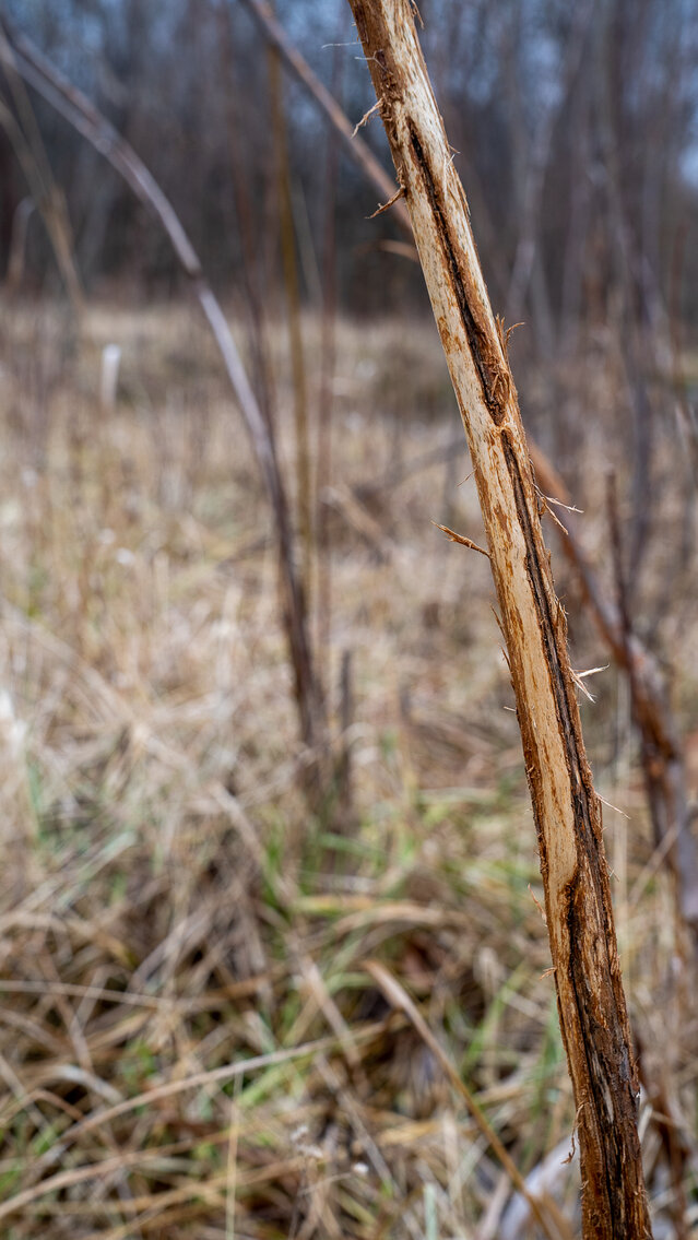 Image for Sangamon County, IL 58.22 Acres