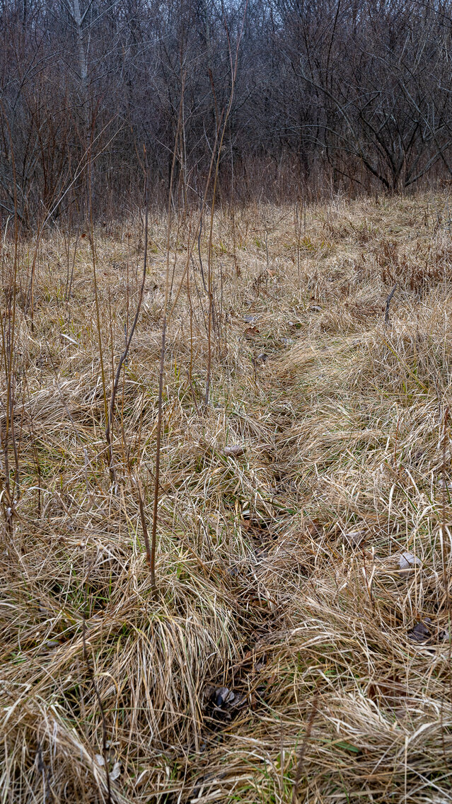 Image for Sangamon County, IL 58.22 Acres