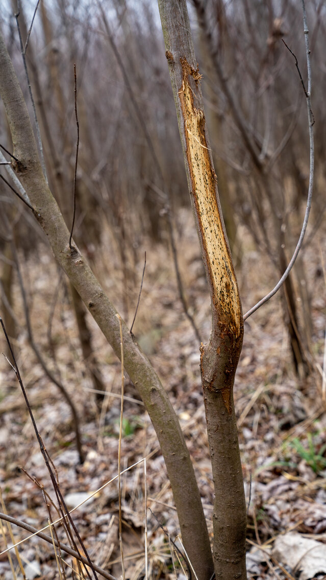 Image for Sangamon County, IL 58.22 Acres