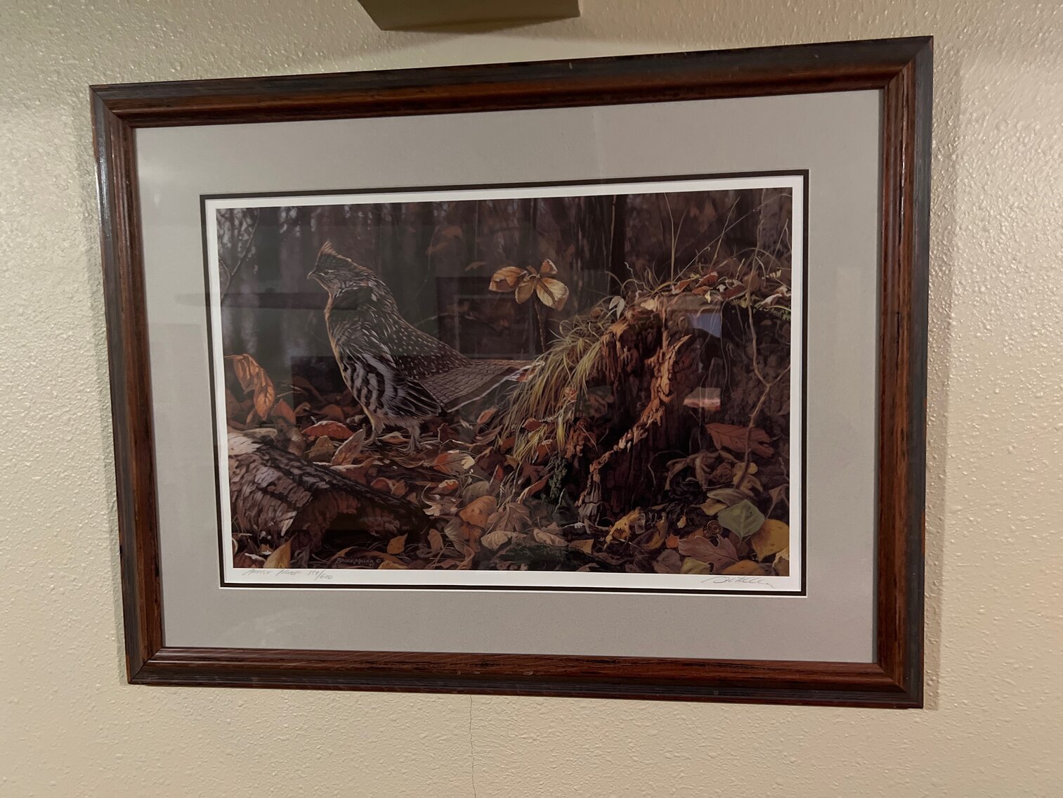 Ruffed grouse picture by Bruce Miller