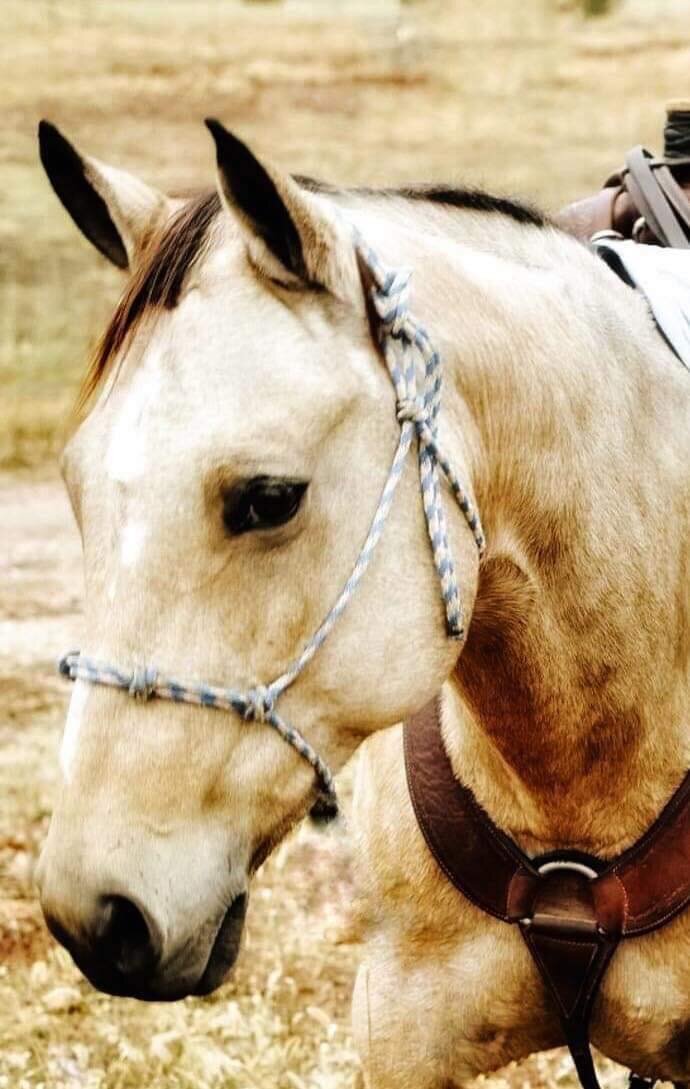 Interstate Regional Stockyards Horse Sale Cuba, Missouri January 18th