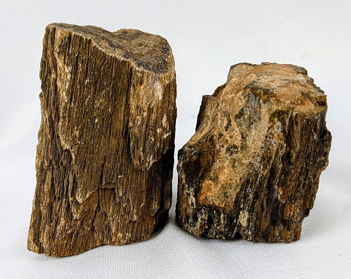 Two Petrified Wood Pieces