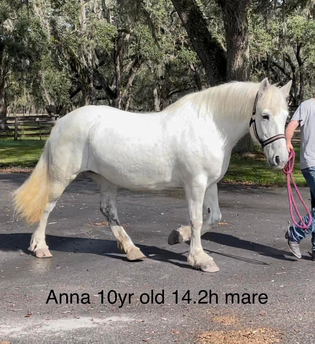 Ocala Horse Sale Winter Sale January 21st Ocala, Florida