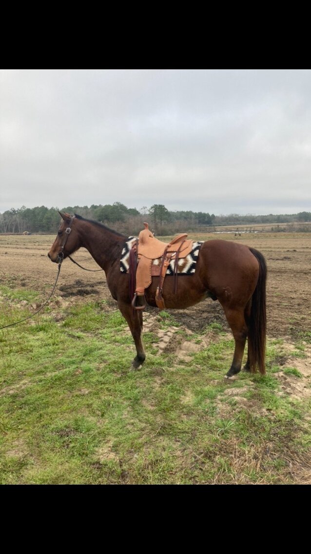 Ocala Horse Sale Winter Sale January 21st Ocala, Florida