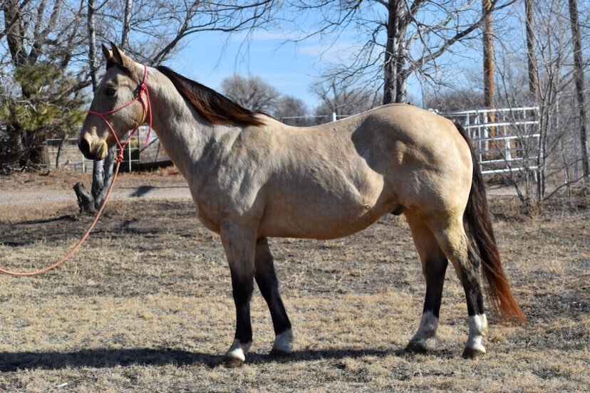 Interstate Regional Stockyards Horse Sale Cuba, Missouri January 18th