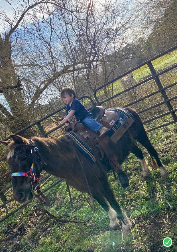 Image for Mize Horse Sale January 21st  -  Mize, Mississippi