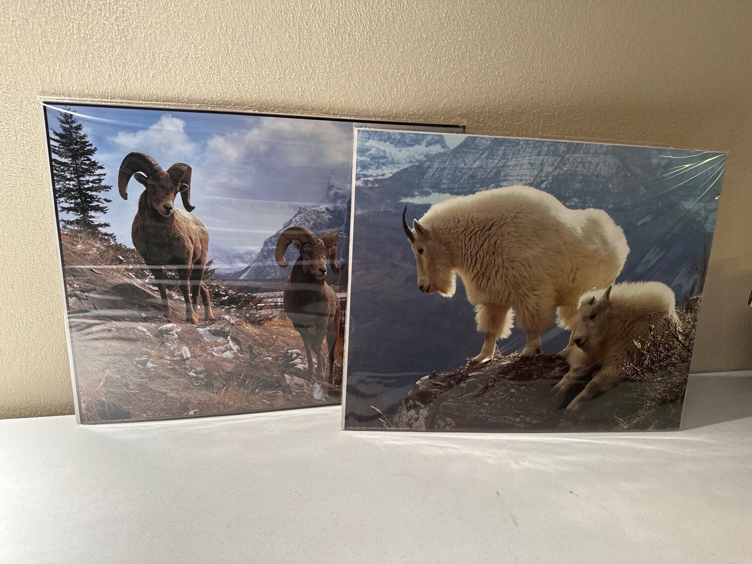 Wildlife Pictures