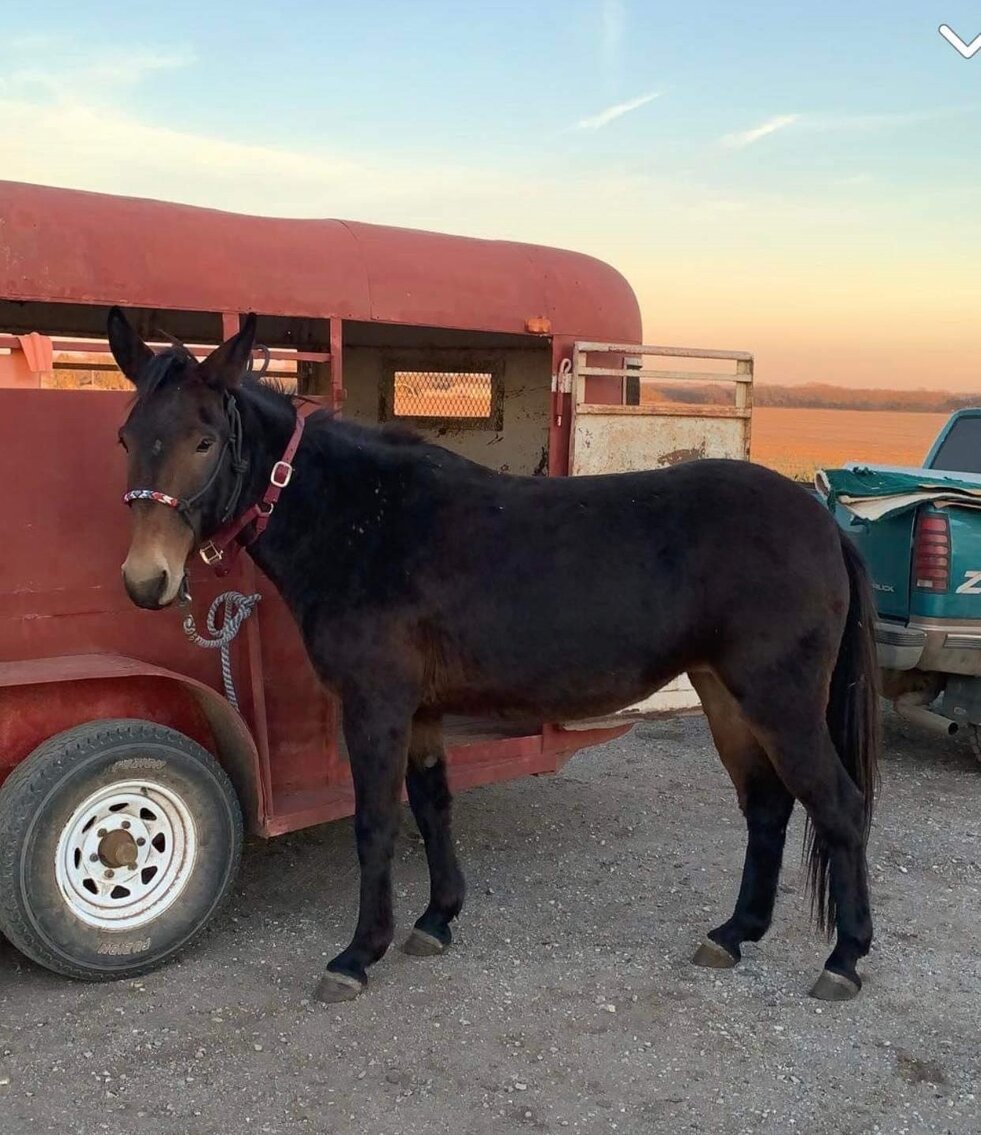 Image for Central Livestock SPECIAL Draft Horse, Mule, & Riding Horse Sale South Hutchinson, KS