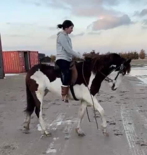 Image for Central Livestock SPECIAL Draft Horse, Mule, & Riding Horse Sale South Hutchinson, KS