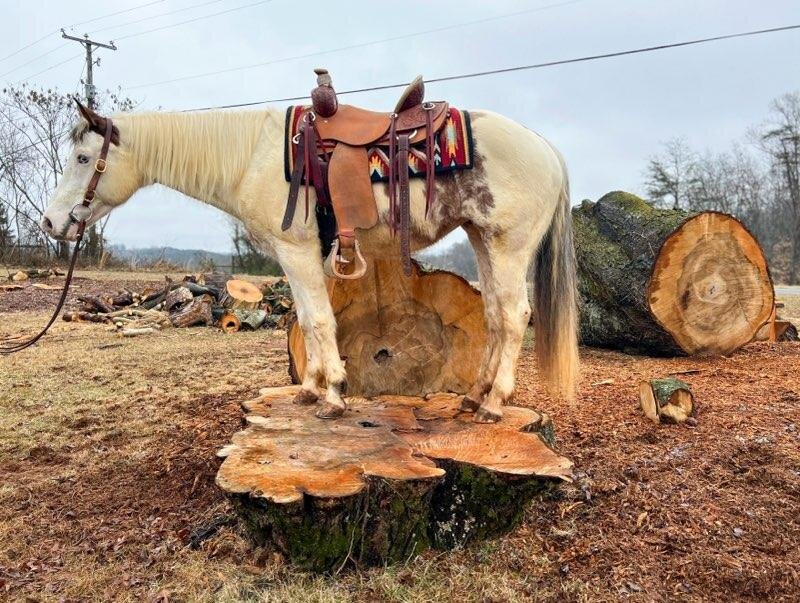 Lumberton Horse Auction, Feb 2023