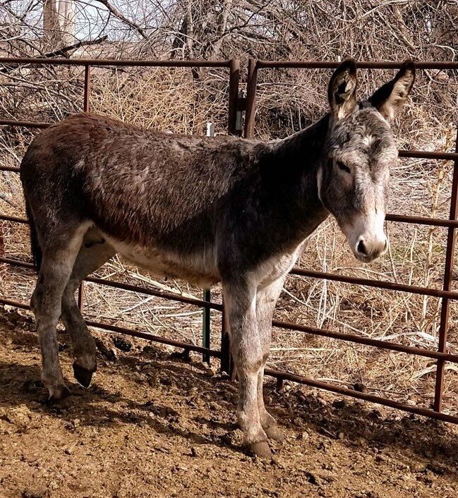 Image for Central Livestock SPECIAL Draft Horse, Mule, & Riding Horse Sale South Hutchinson, KS