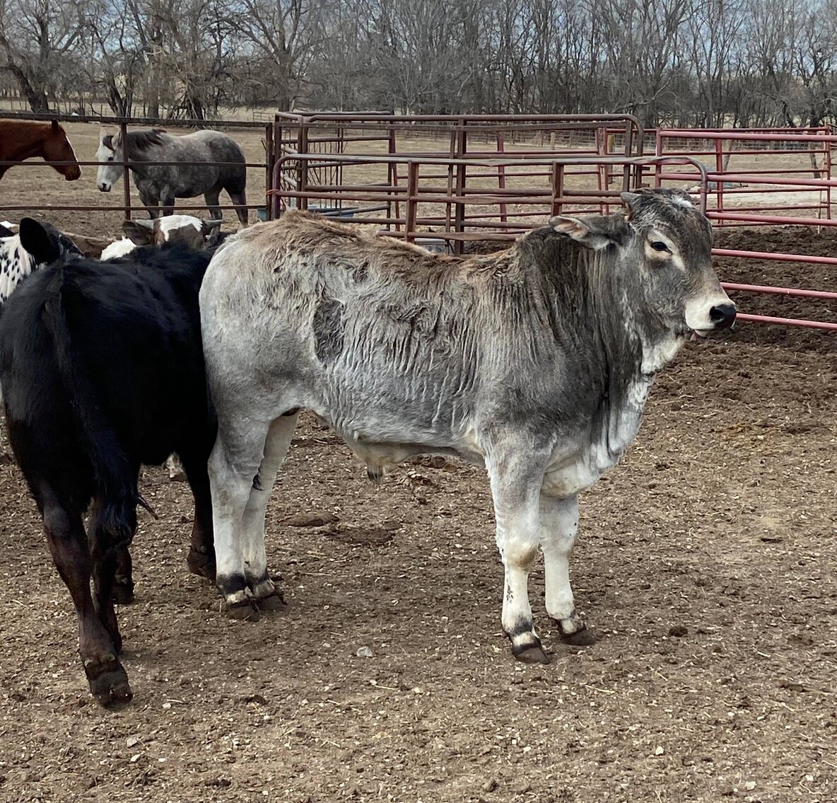 Central Livestock SPECIAL Draft Horse, Mule, & Riding Horse Sale South Hutchinson, KS