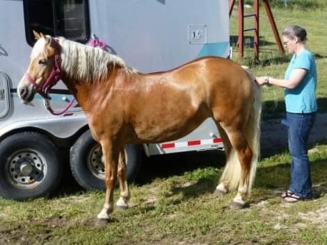 Image for Central Livestock SPECIAL Draft Horse, Mule, & Riding Horse Sale South Hutchinson, KS
