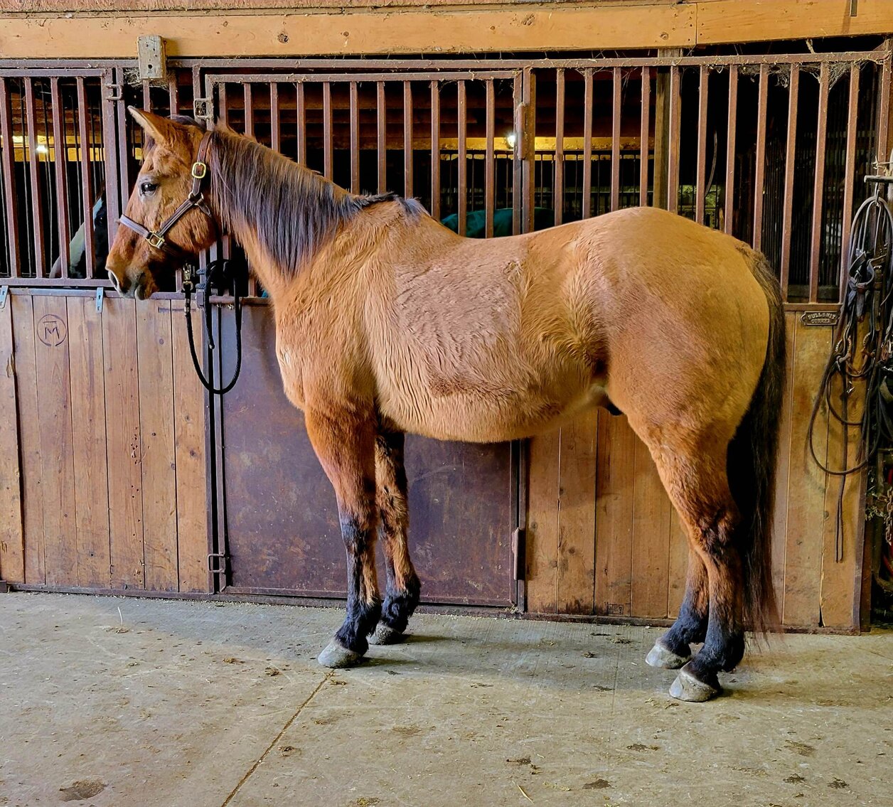 Image for Central Livestock SPECIAL Draft Horse, Mule, & Riding Horse Sale South Hutchinson, KS